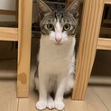 人懐っこい猫です