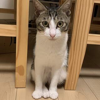 人懐っこい猫です