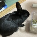 ミニウサギ