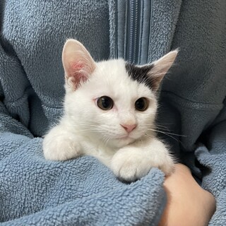 【お見合い予定】りつくん♂2、5ヶ月♬