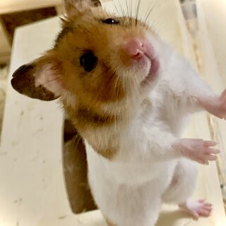 ゴールデンハムスター里親募集！