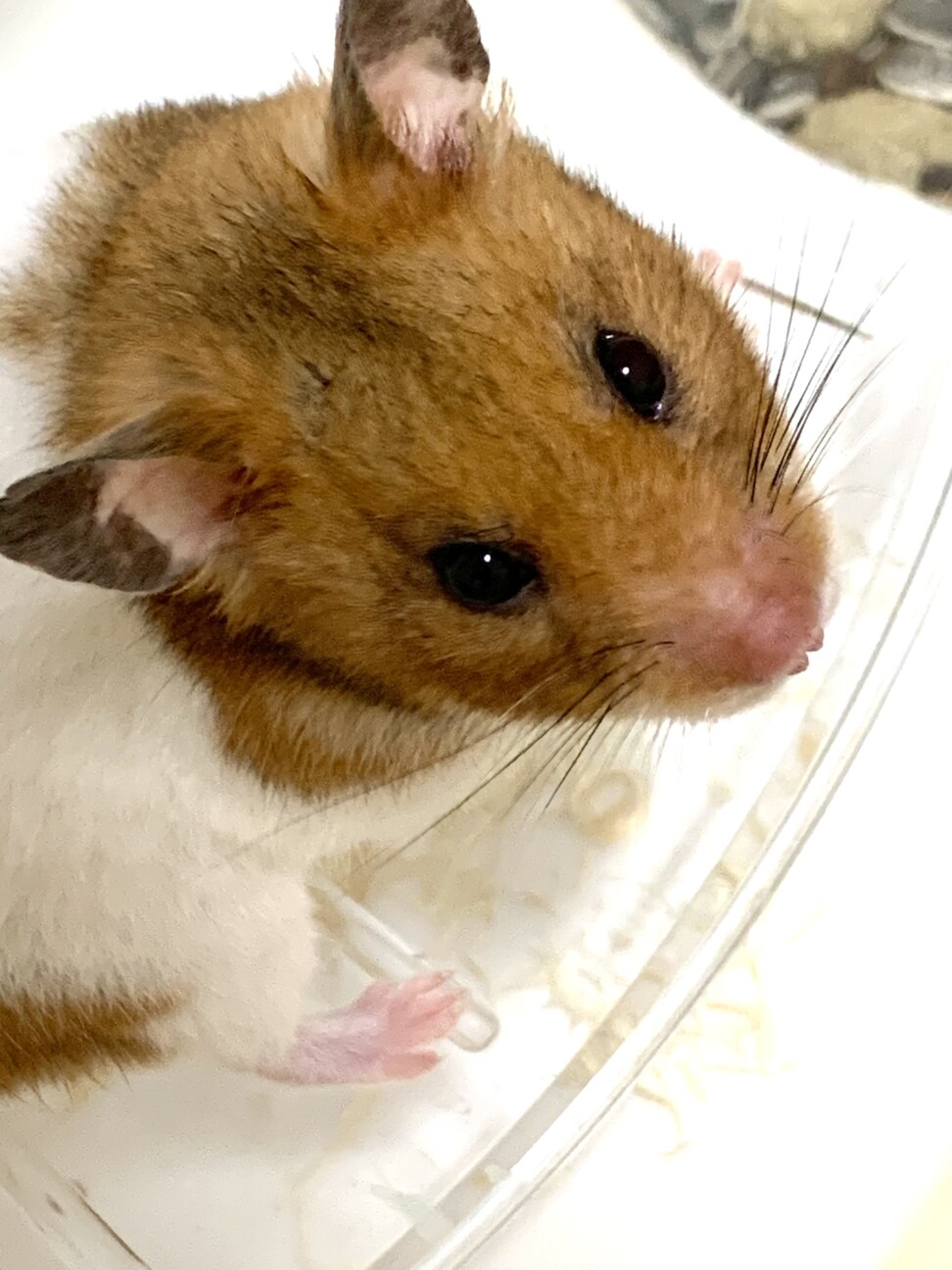 ゴールデンハムスター里親募集！ サムネイル2