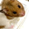 ゴールデンハムスター里親募集！ サムネイル2