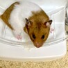 ゴールデンハムスター里親募集！ サムネイル3