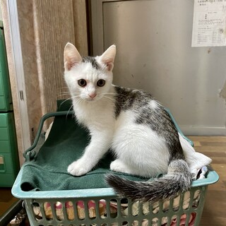 愛護センターレスキュー☆モブくん♂2、5ヶ月♬