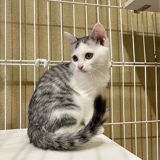 【お見合い予定】つぼみちゃん♀2、5ヶ月♬