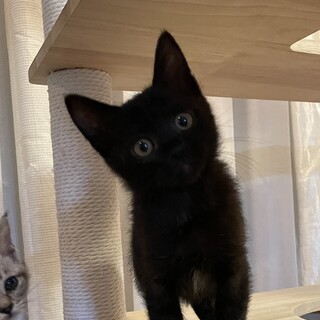 人懐っこい黒猫ちゃん