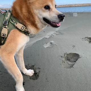 長期ネグレクトから保護　温かい家族を探しています