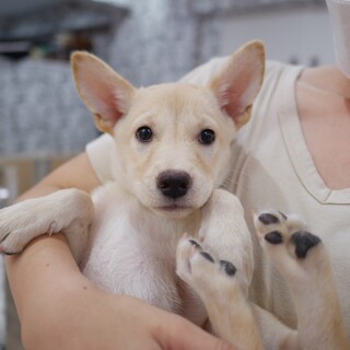 『まほちゃん』生後3か月の女の子