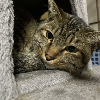 元野良猫さくら猫キジトラ 去勢ワクチン済