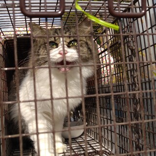 ふわっふわ長毛の甘えたな、女の子♪