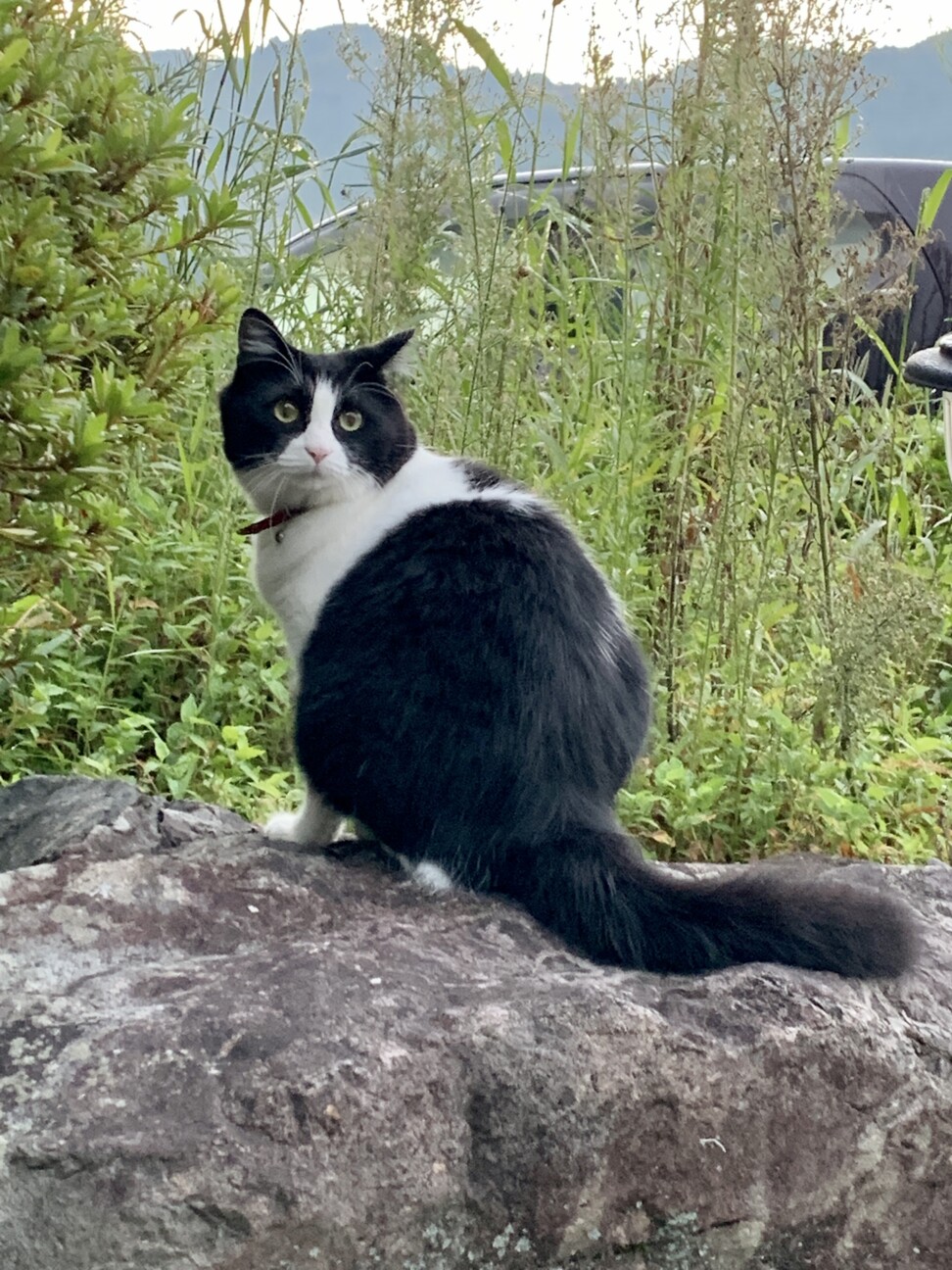 榊原 梓希/梓姫 (あずき)