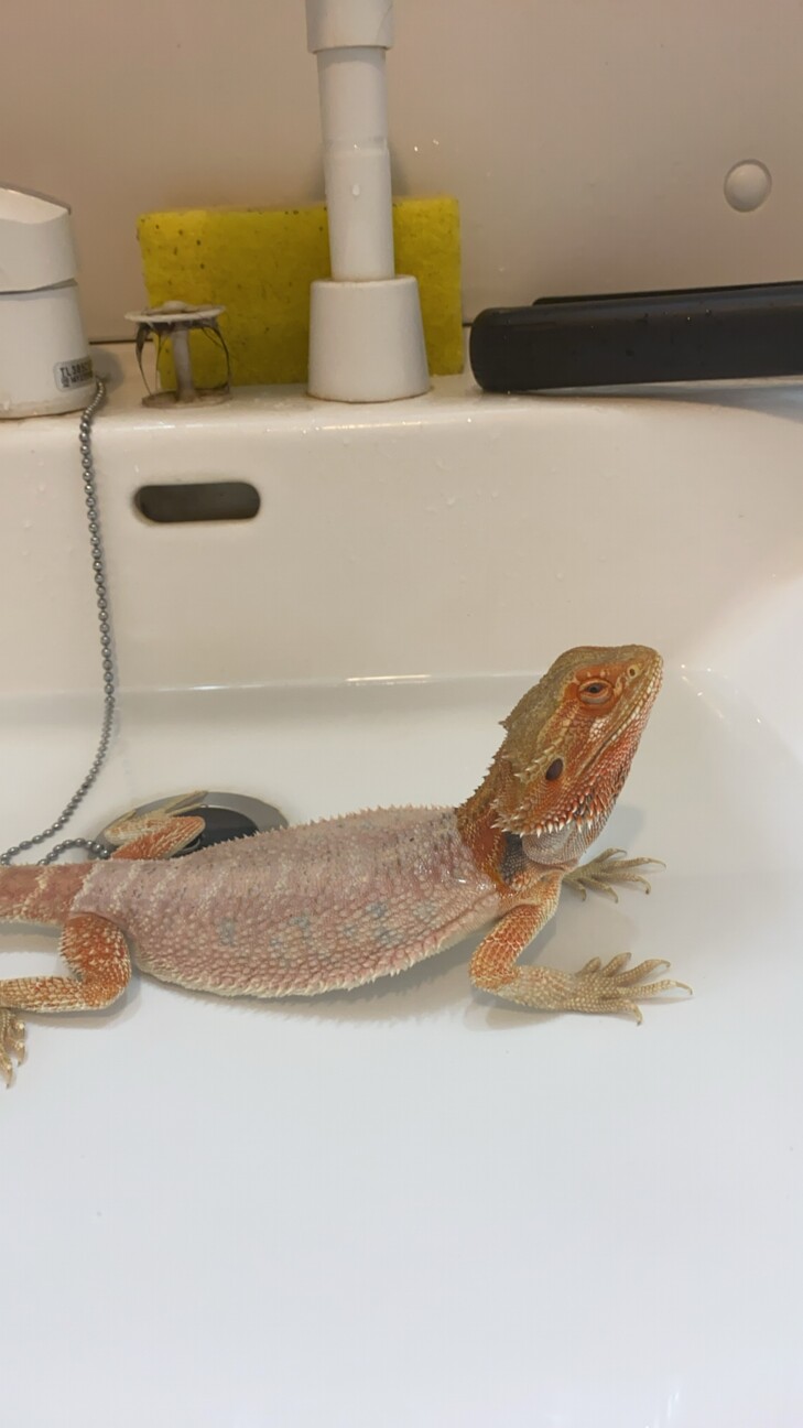 フトアゴヒゲトカゲ、スベ...」神奈川県 - 爬虫類・他の里親募集 
