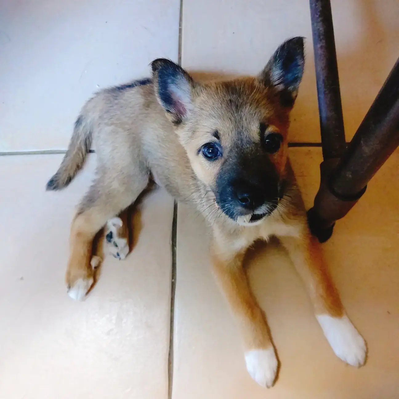 9月22日生まれの可愛い 徳島県 犬の里親募集 ペットのおうち 月間利用者150万人 9月22日生まれの可愛い 徳島県 犬の里親募集 ペットのおうち 月間利用者150万人