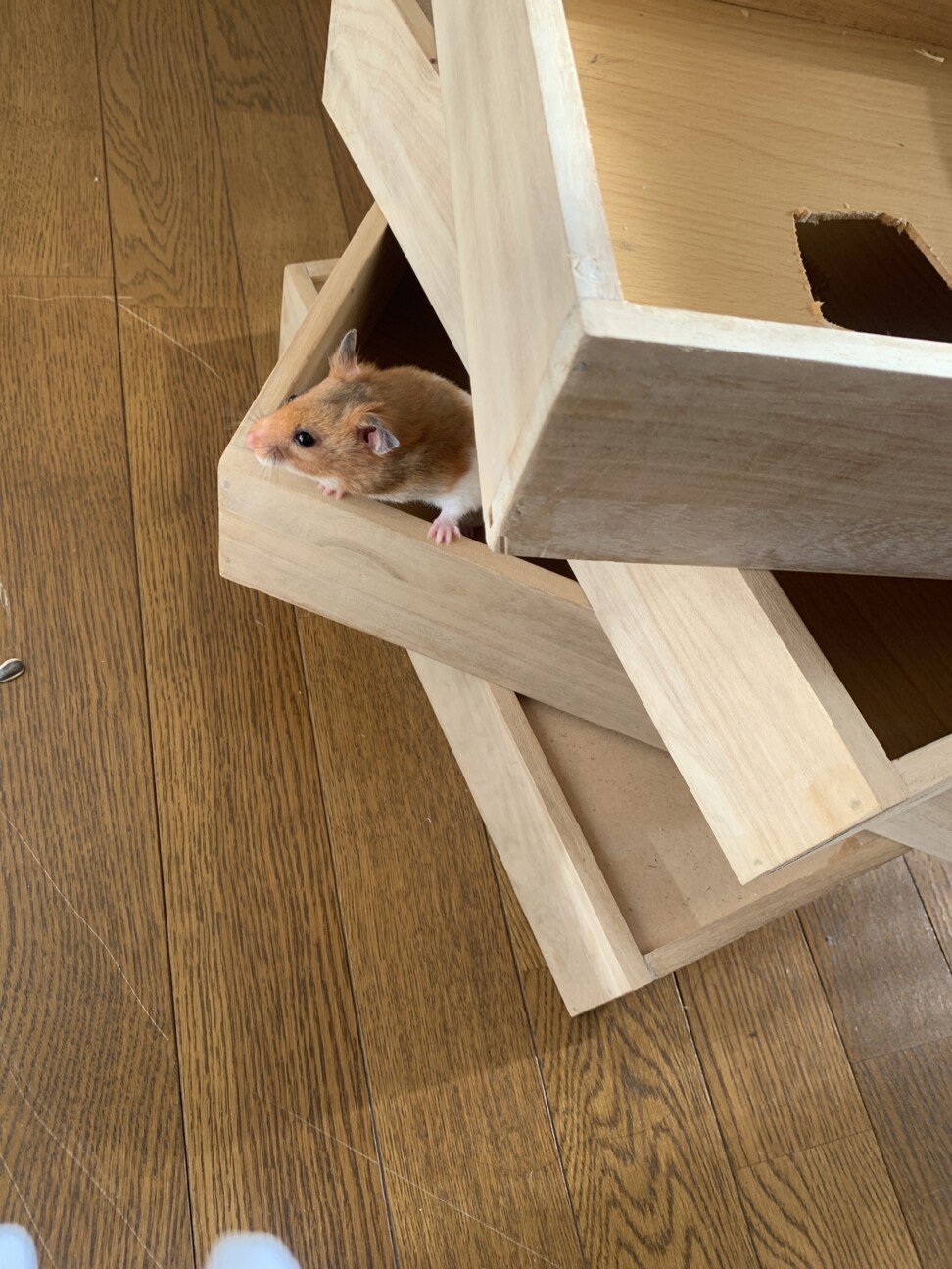 ゴールデンハムスター里親募集！ サムネイル7