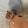 ゴールデンハムスター里親募集！ サムネイル6