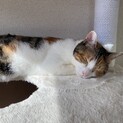 懐っこくゴロゴロ甘えん坊　三毛猫里親募集中