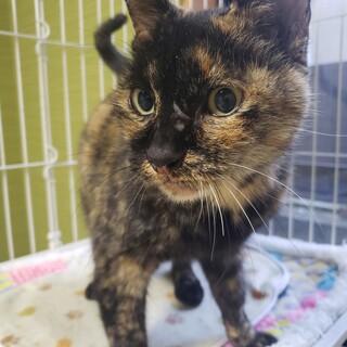 お膝とお腹乗り！抱っこＯＫ！手術・マイクロチップ