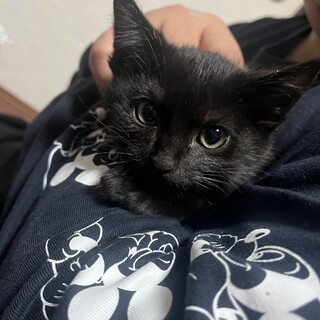 ちょっと臆病な黒猫