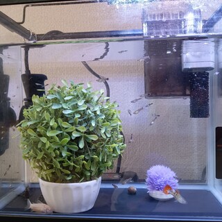 再投稿。グッピーと飼育セット一式