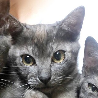 仮名『スモモ』 　6か月・女の子