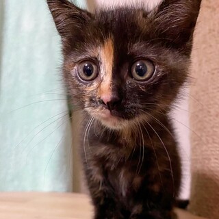 11/20西千葉ෆ⃛元気な女の子ෆ⃛ももかちゃん