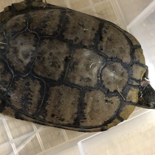 ミシシッピーアカミミガメ里親様募集