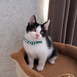 はちくん(生後約3ヶ月)