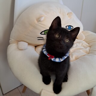 くろくん(生後約3ヶ月)