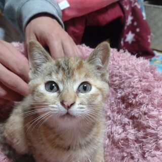 茶トラの女の子です