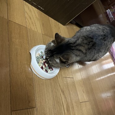 ご飯くださいなぁ〜、ストップ！ダメー！！冗談よー(ﾟoﾟ;; だって、ひよこ豆、キドニービーンズ、くるみ豆…ダメーーー！