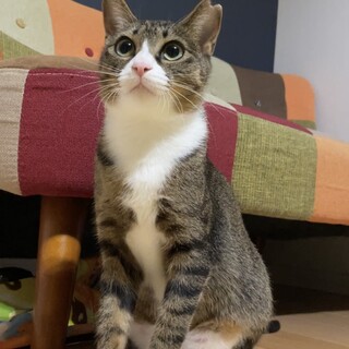 【別の場所でご縁をいただきました】さくらちゃん