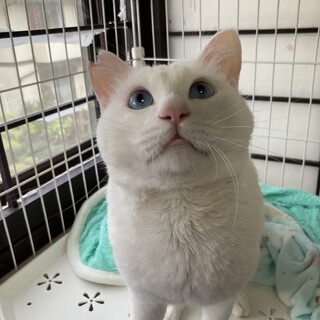 多頭飼育からのレスキュー猫