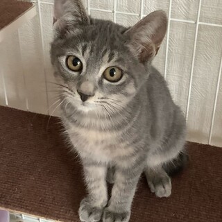 トライアル中★グレーの美猫★レイくん