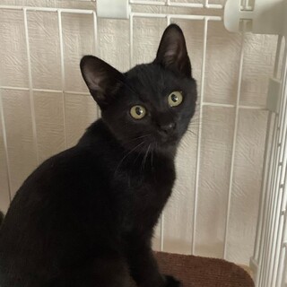 トライアル中★黒猫ボーイ★くまちゃん