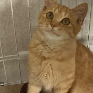 トライアル中★甘えん坊の茶トラ★メル