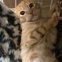 ■ゴロゴロくん　東＜トウ＞募集一時ストップします