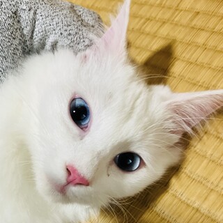 白雪　5ヶ月　白　青い目　メス