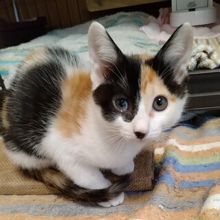 三毛ちゃん・2ヵ月（仮名：とわちゃん）