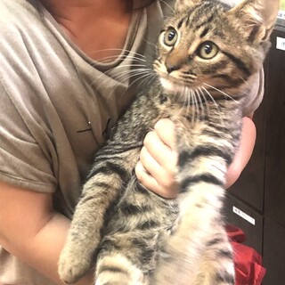 フレンドリーなキジ猫ちゃん❣️