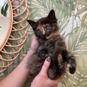 美しいさび猫ちゃん2ヶ月