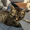 1ヶ月半のかわいい男の子「こてつくん」 サムネイル4