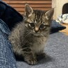 1ヶ月半のかわいい男の子「こてつくん」 サムネイル5