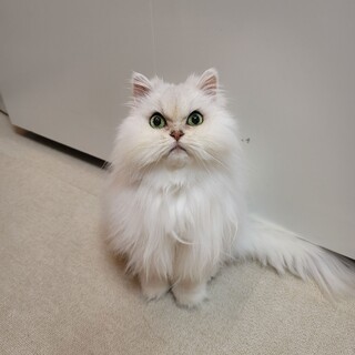 【動画】大きな目で見つめてくる甘えん坊