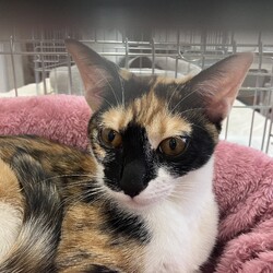 名古屋市緑区猫の譲渡会