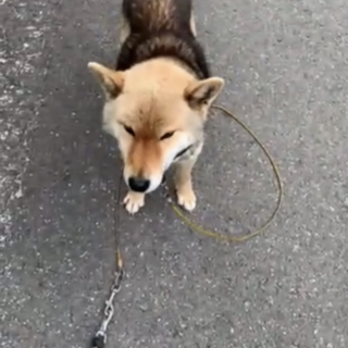 柴犬