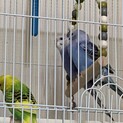 セキセイインコ４羽　コザクラインコ二羽里親募集