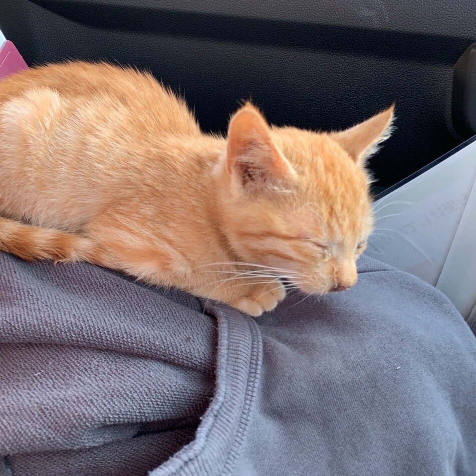 ちゃちゃとらのカバー写真