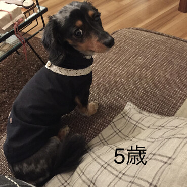 先住犬のもなかちゃん