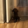 パパ　おかえり！と待ってる時